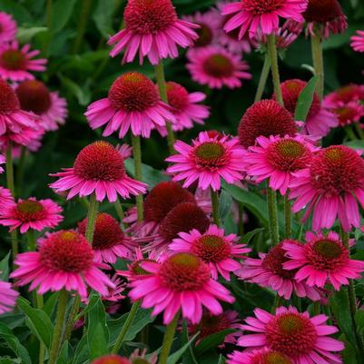 Echinacea x Delicious Candy
