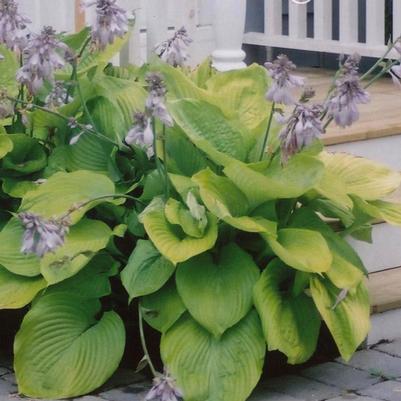Hosta Sum and Substance (Plantain Lily)