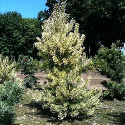 Pinus sylvestris Inverleith