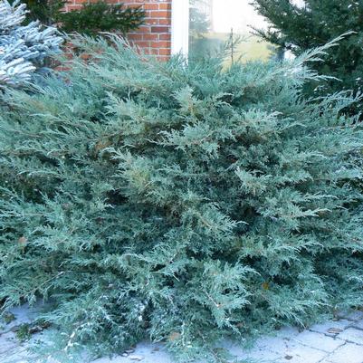 Juniperus x pfitzeriana Pfitzeriana Glauca