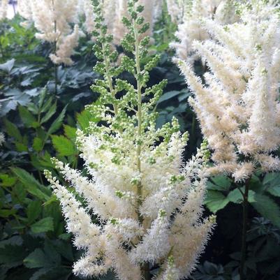 Astilbe chinensis Diamonds and Pearls