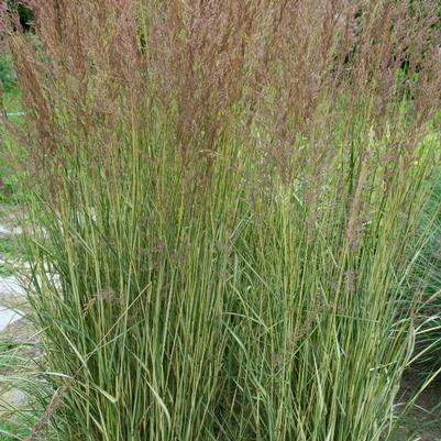 Calamagrostis acutiflora Eldorado (Feather Reed Grass)
