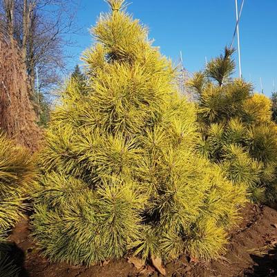 Pinus sylvestris Woltings Gold