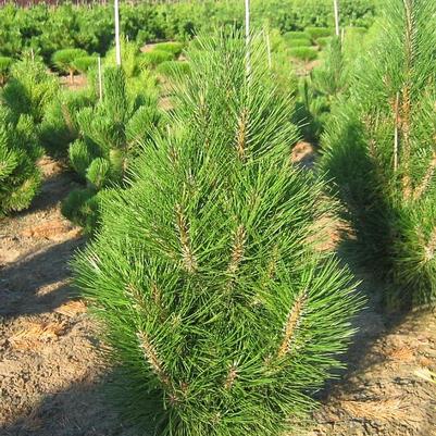 Pinus nigra Arnold Sentinel
