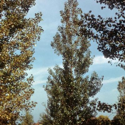 Populus deltoides Siouxland