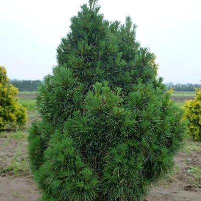 Pinus sylvestris Globosa Viridis