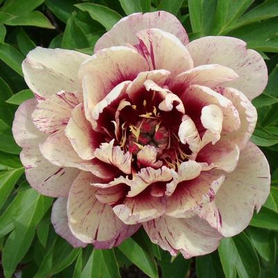Paeonia itoh All That Jazz