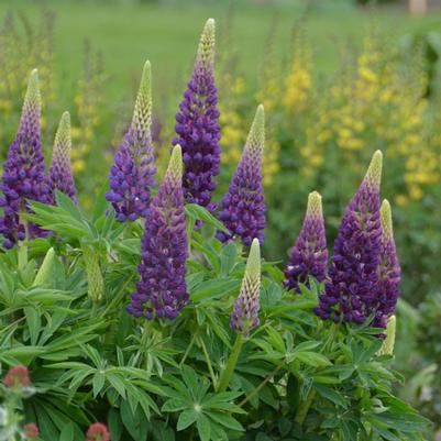 Lupinus x Popiscle Blue