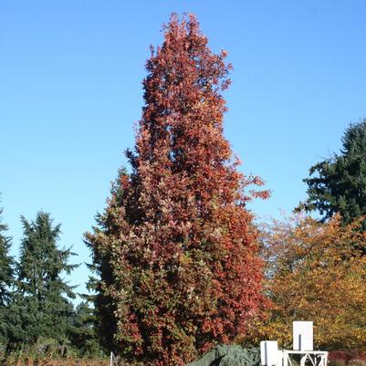 Quercus x alba x robur Crimschmidt
