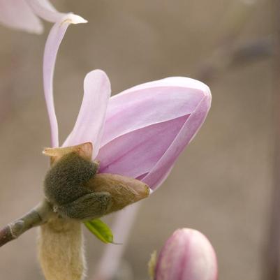 Magnolia stellata Centennial Blush