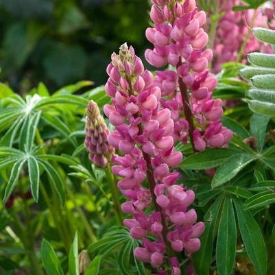 Lupinus x Popsicle Pink