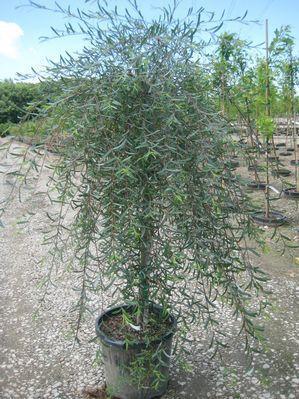 Salix purpurea Pendula