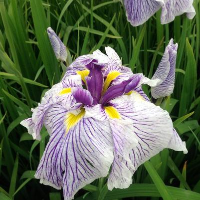 Iris ensata Caprician Butterfly