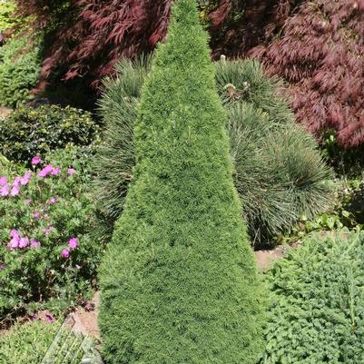 Picea glauca Jean's Dilly®
