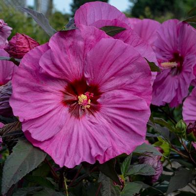 Hibiscus x Summerific® Berry Awesome