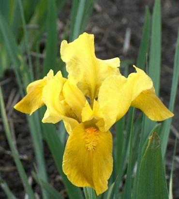 Iris pumila Gleaming Gold