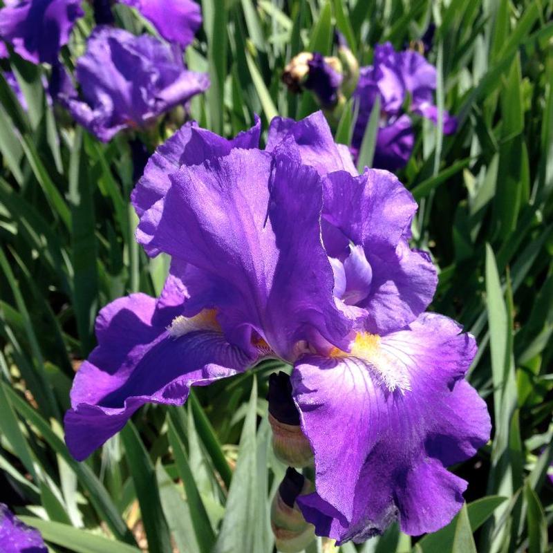 Iris germanica Feed Back