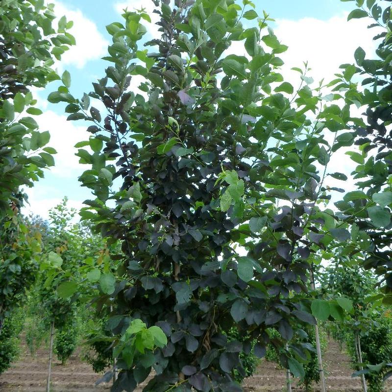 Prunus virginiana Schubert