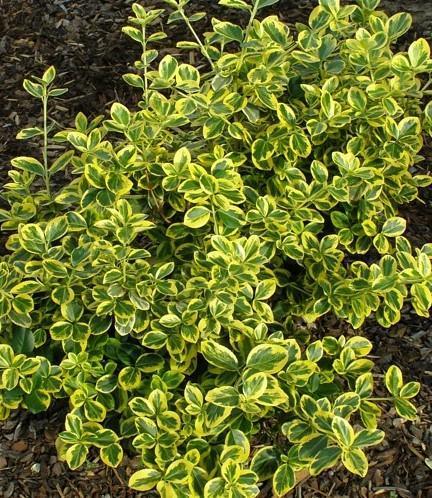 Euonymus fortunei Canadale Gold