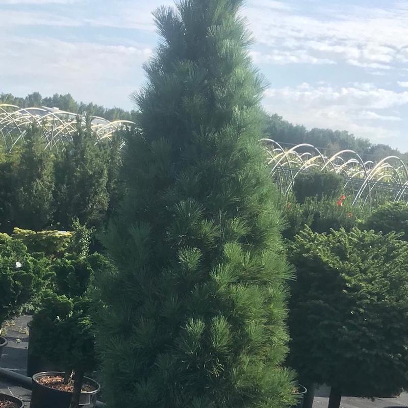 Pinus strobus Stowe Pillar