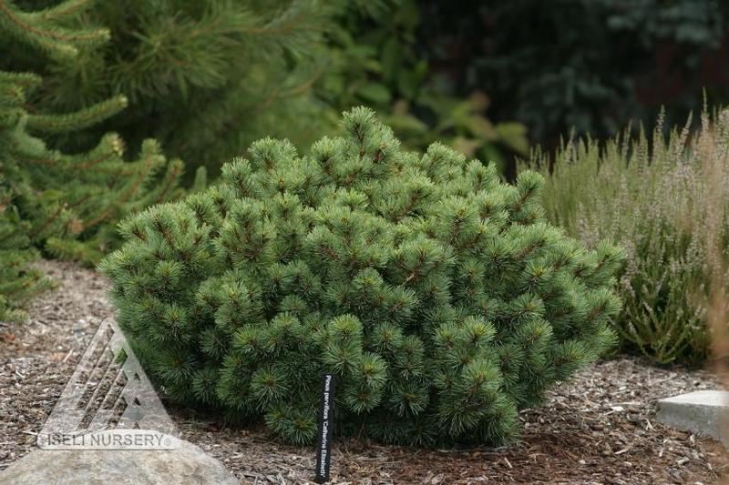 Pinus parviflora Catherine Elizabeth