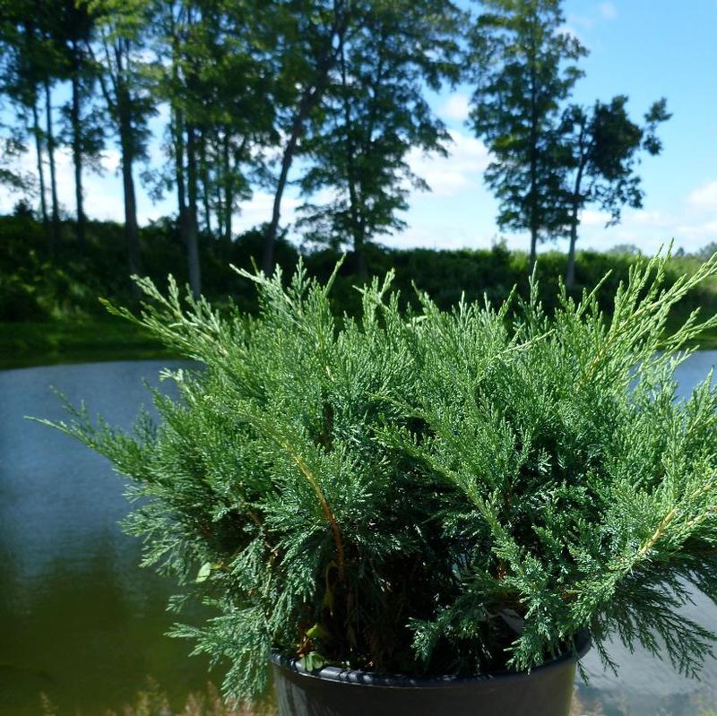 Juniperus sabina Blue Danube