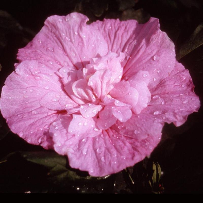 Hibiscus syriacus Lucy