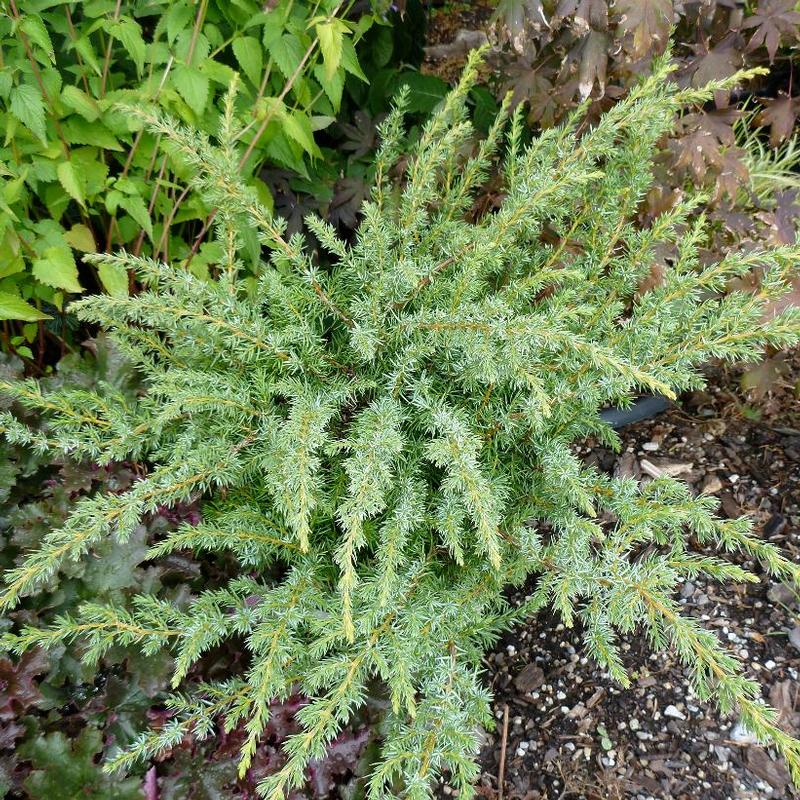 Juniperus communis depressa AmiDak