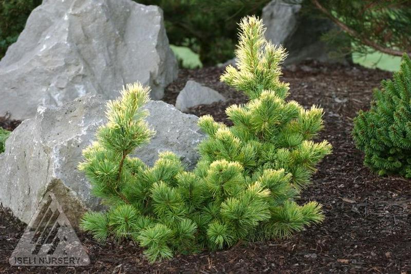 Pinus parviflora Goldilocks
