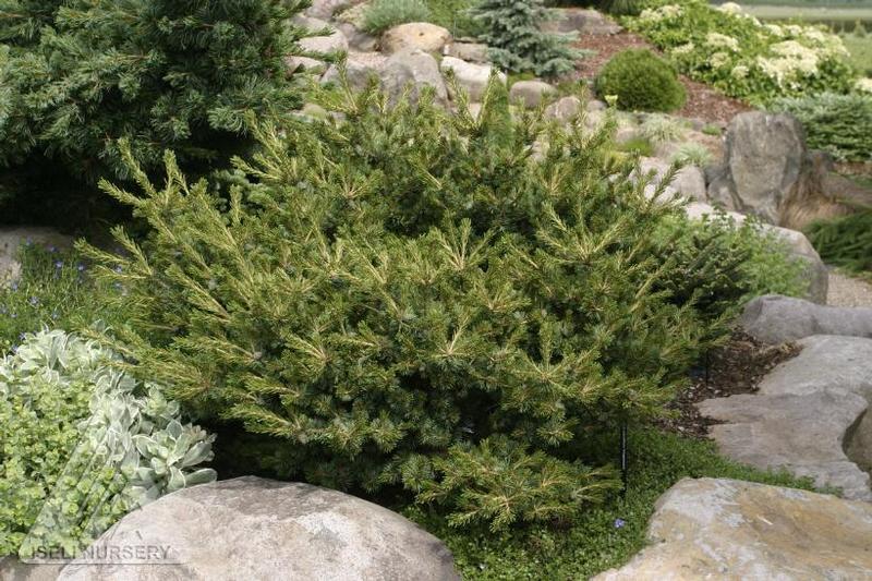 Pinus parviflora Hagoromo