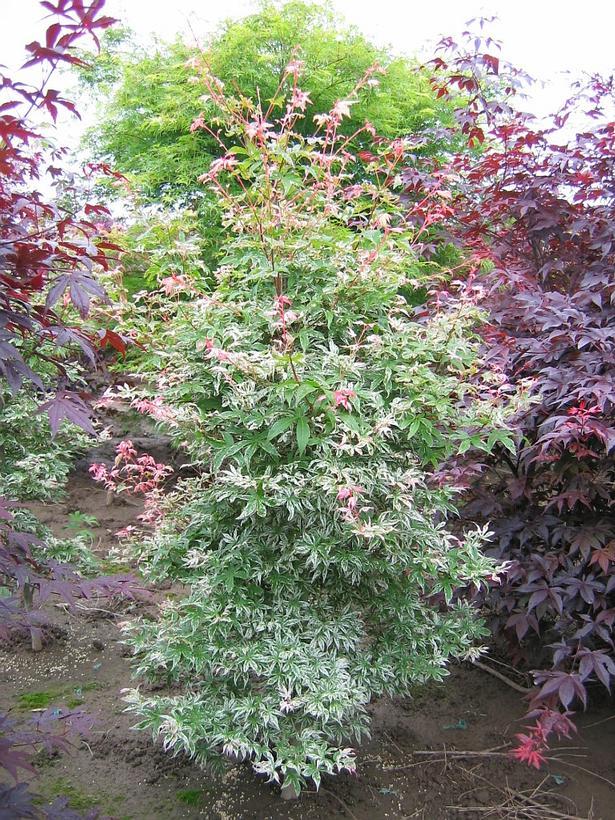Acer palmatum Butterfly