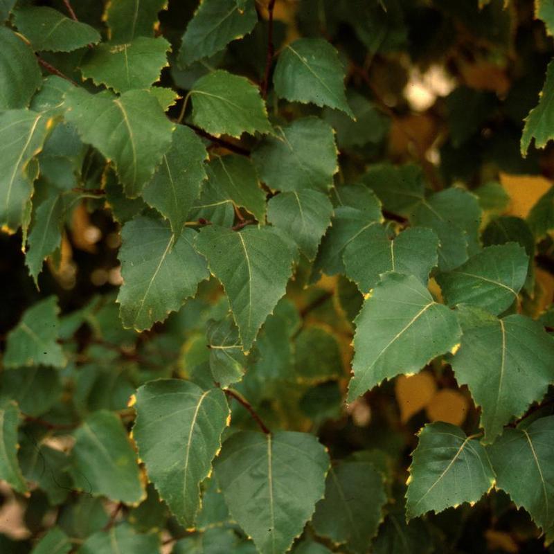 Betula platyphylla Fargo