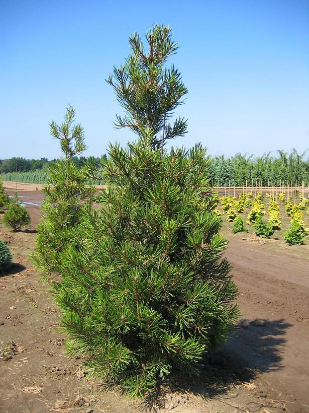 Pinus bungeana Compacta