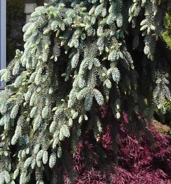 Picea pungens Glauca Slenderina Pendula