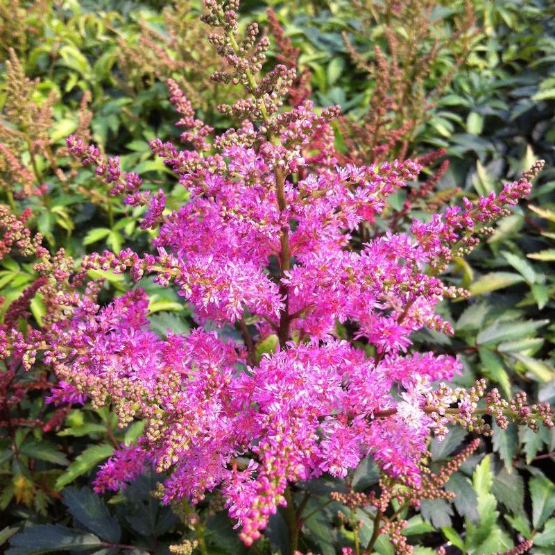 Astilbe x Younique™ Verslilac