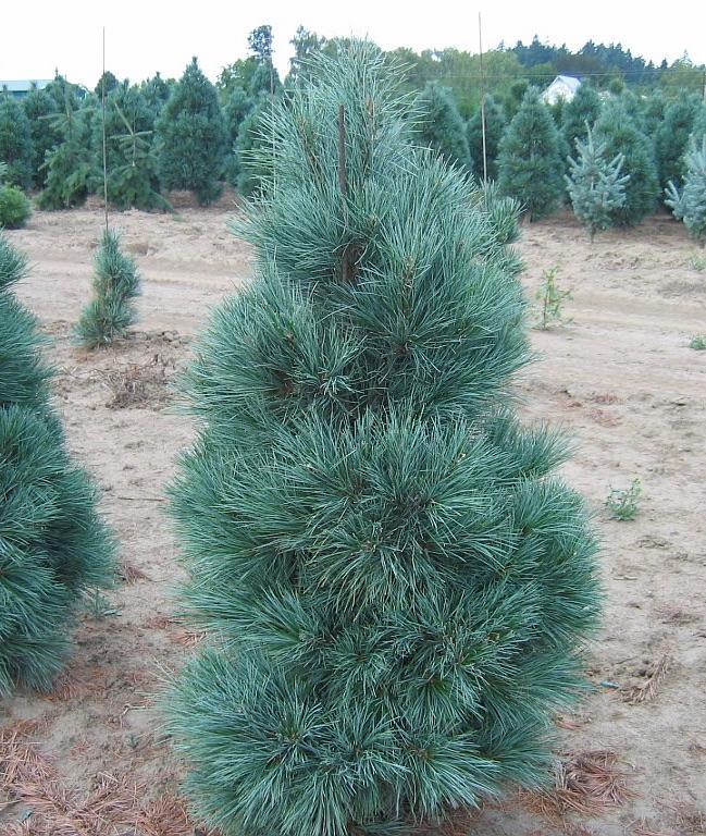 Pinus strobus x ayacahuite Domingo