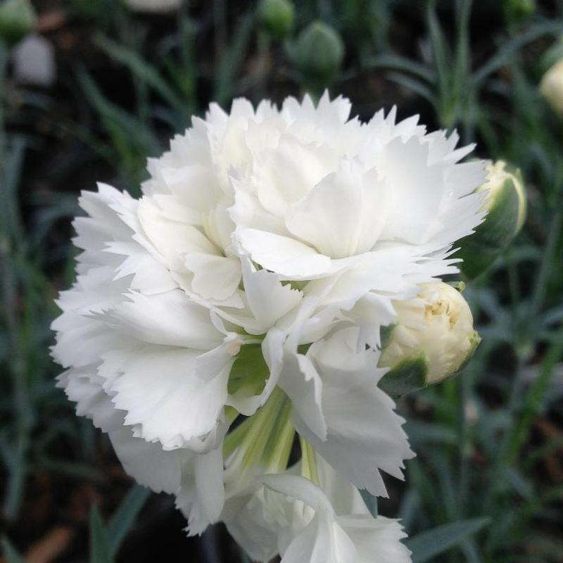 Dianthus x Early Bird™ WP10 VEN06