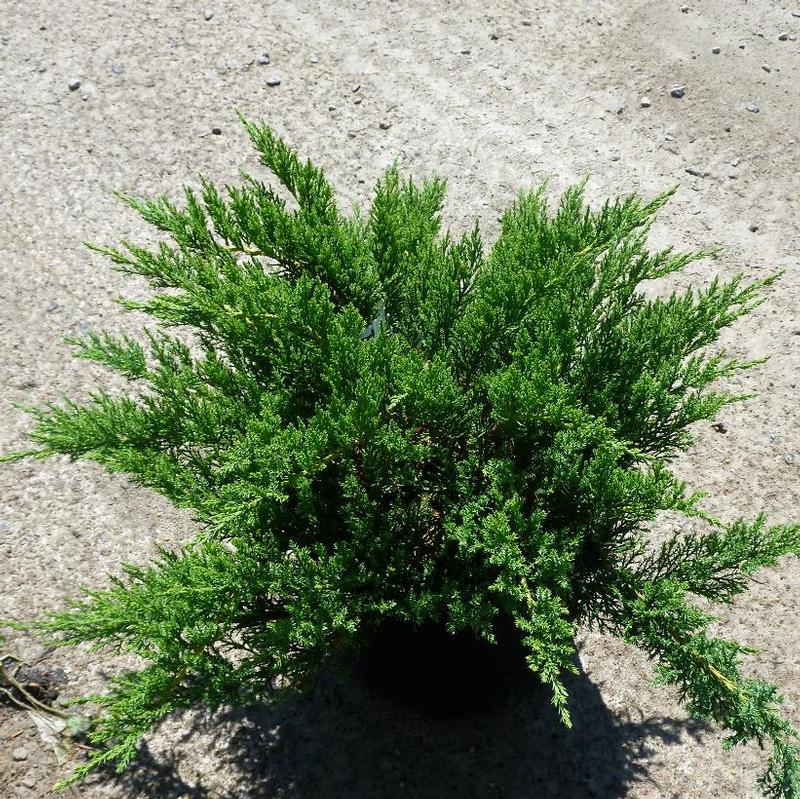 Juniperus sabina Monard
