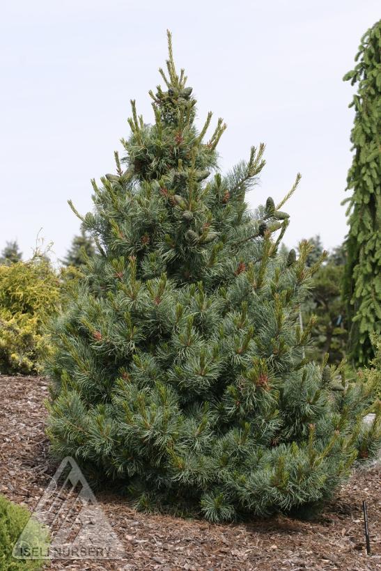Pinus parviflora Bergmani