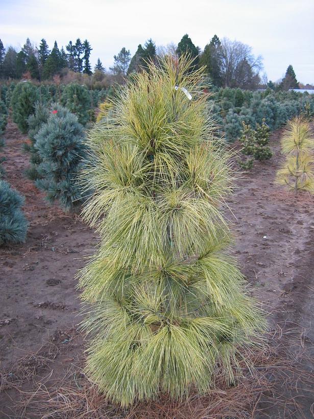 Pinus wallichiana Zebrinus