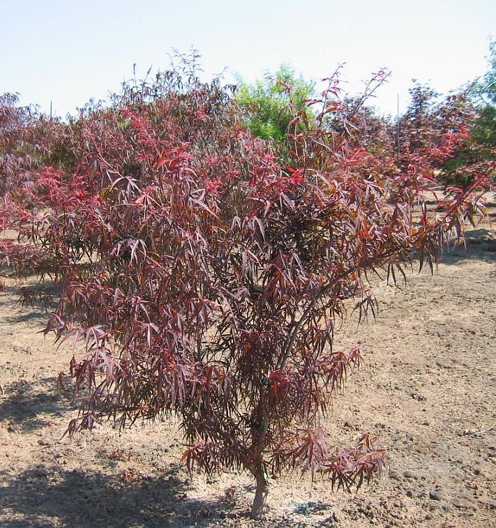 Acer palmatum Beni kumo-no-su