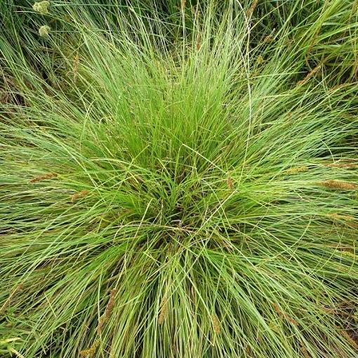 Carex stipata 