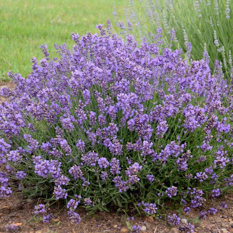 Lavandula angustifolia Essence Purple