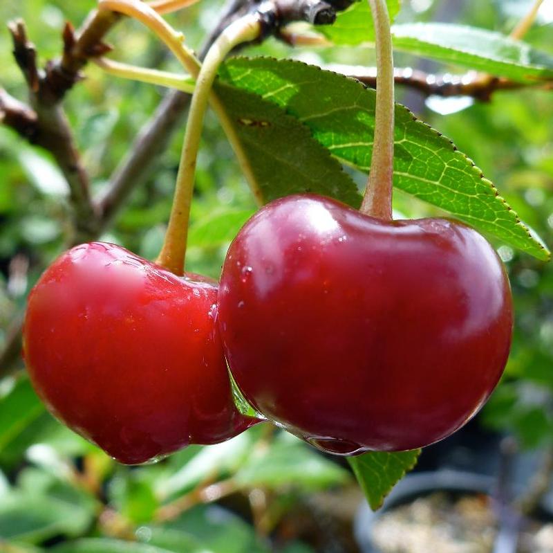 Cherry-shrub Romance Juliet