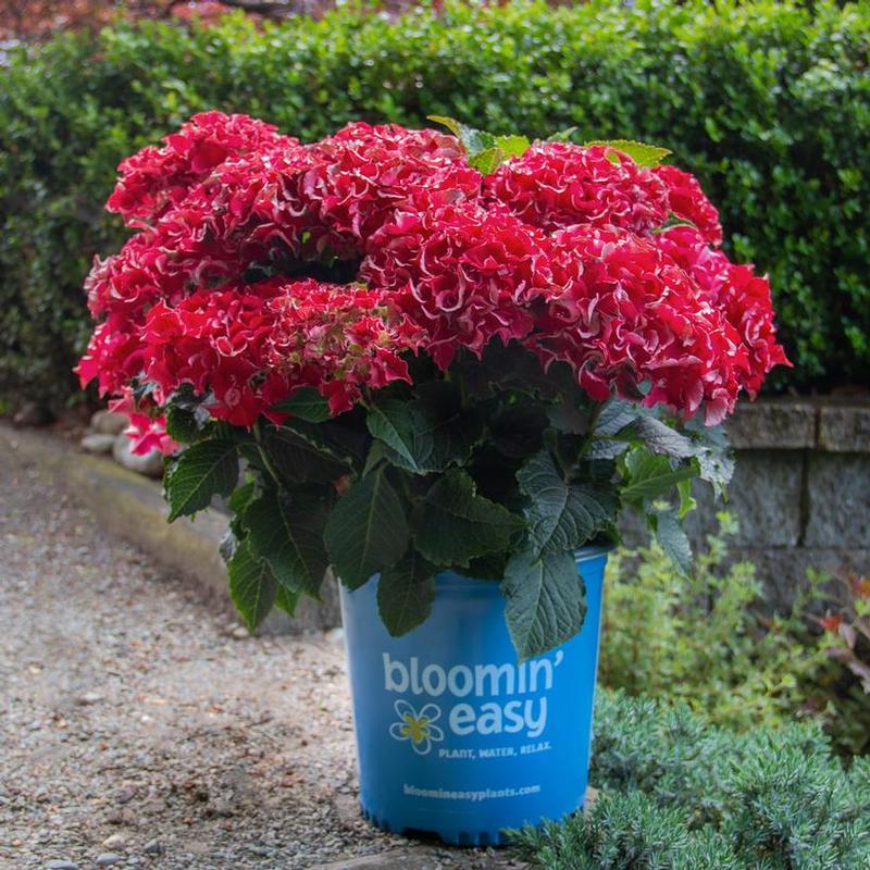 Hydrangea macrophylla Bloomin' Easy® Hokomabavi