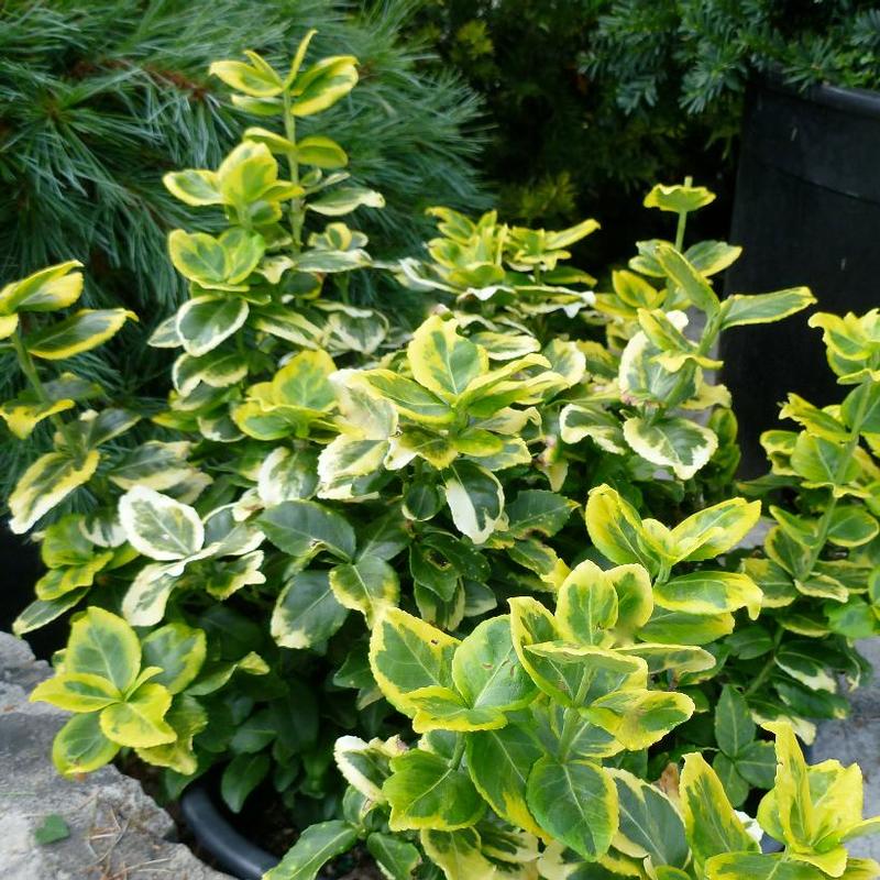 Euonymus fortunei Gold Tip