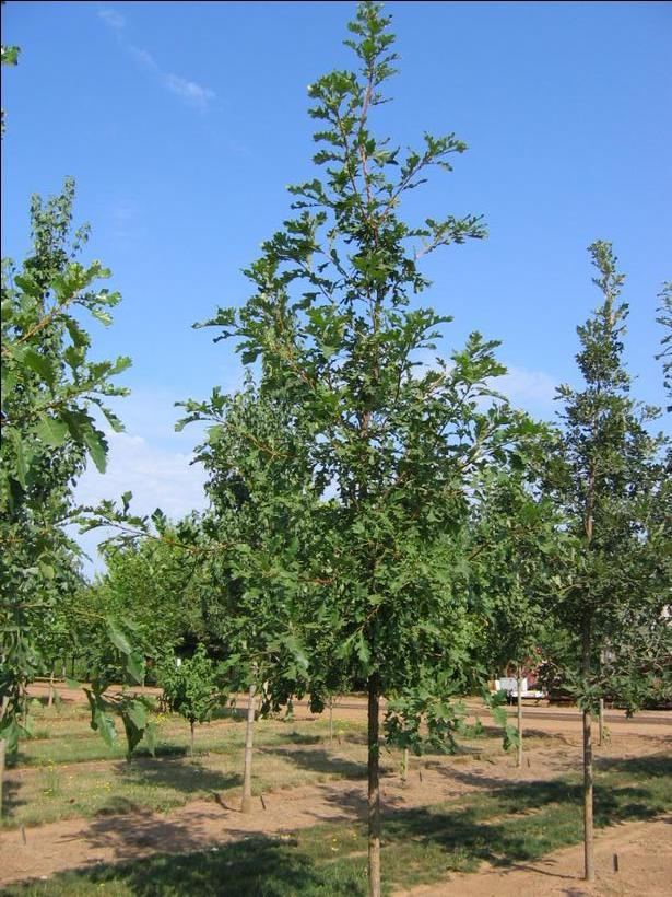 Quercus macrocarpa JFS-KW14