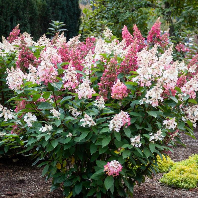 Hydrangea paniculata Bloomin' Easy® Hpopr013