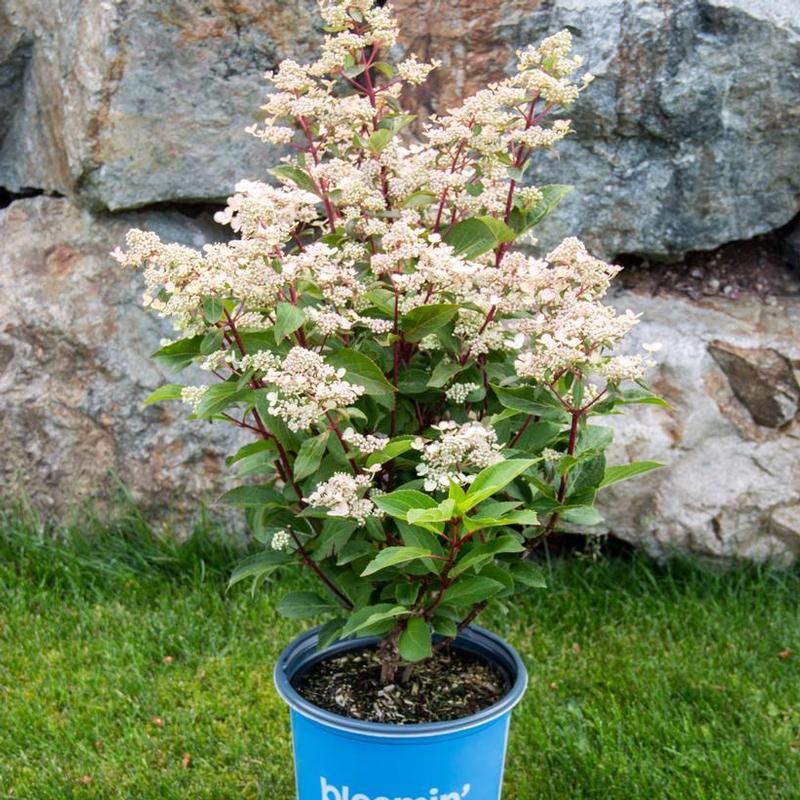 Hydrangea paniculata Bloomin' Easy® HPOPR018