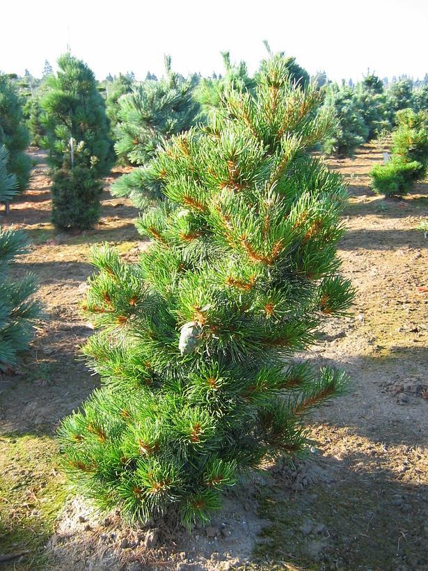 Pinus parviflora Ara Kawa
